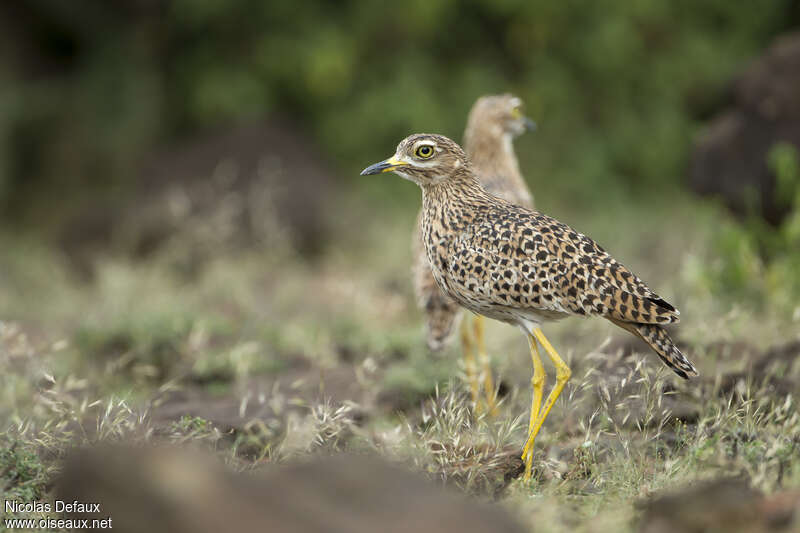 Spotted Thick-knee, habitat, Behaviour