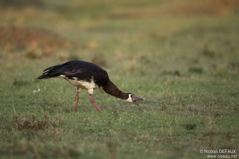 Spur-winged Goose, eats