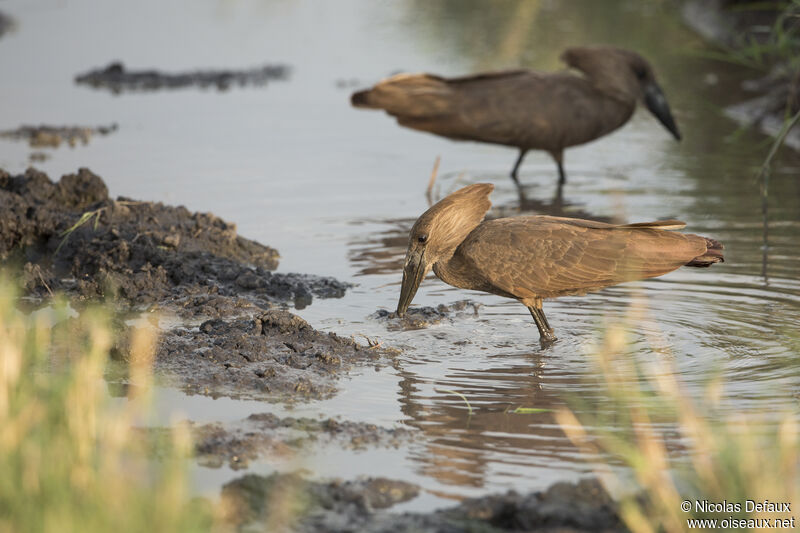 Hamerkop