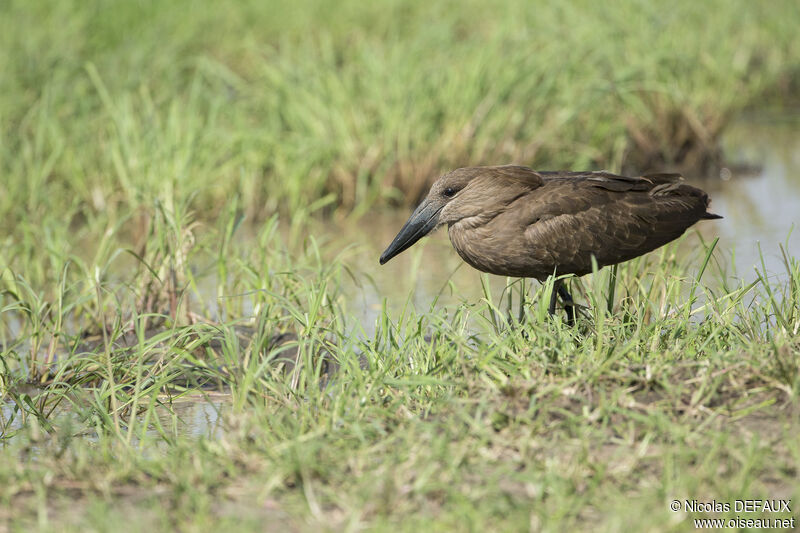 Hamerkop, close-up portrait, fishing/hunting