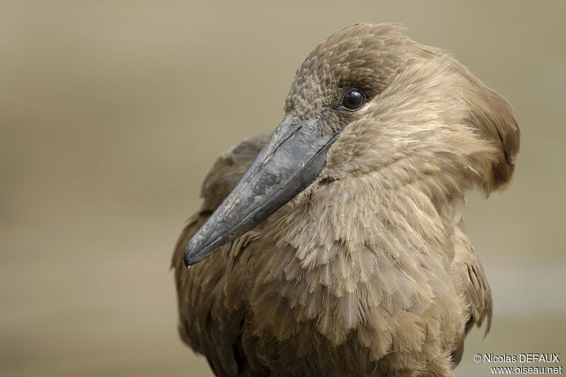 Ombrette africaineadulte, portrait