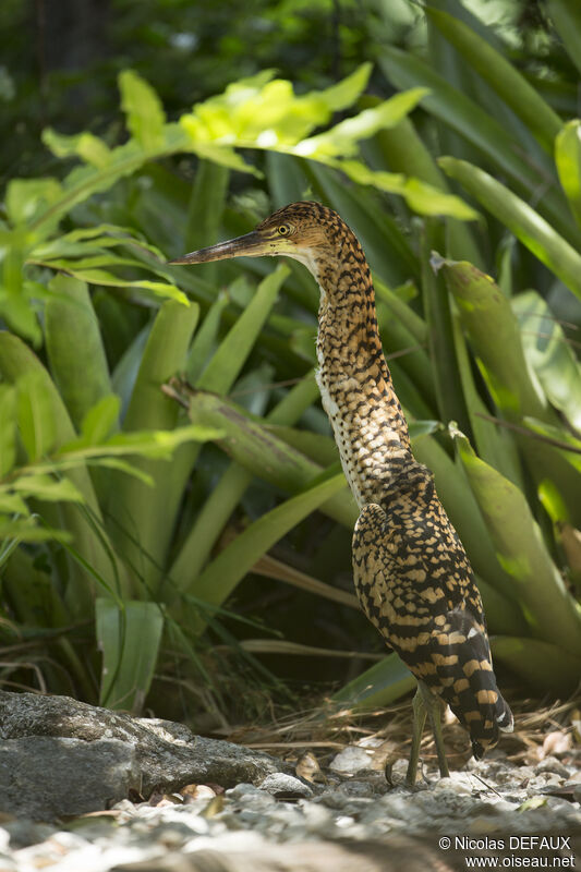 Rufescent Tiger Heronjuvenile