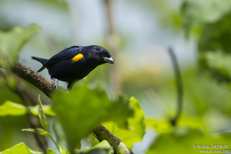 Golden-sided Euphonia male adult