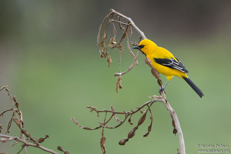 Oriole jaune mâle