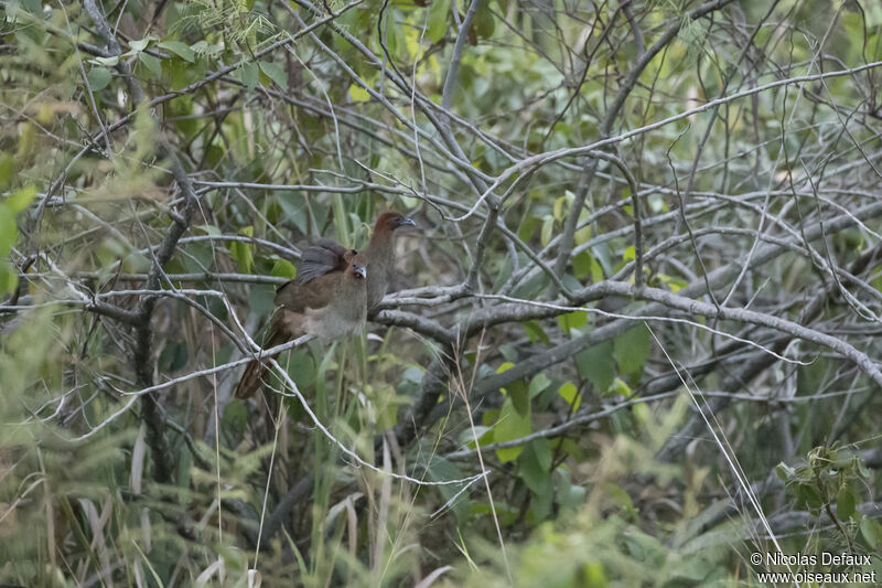 Little Chachalaca 