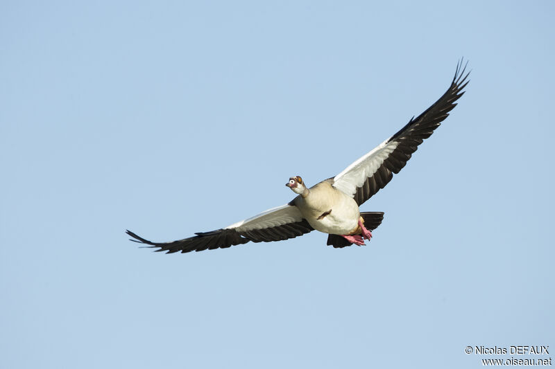 Egyptian Goose, close-up portrait, Flight