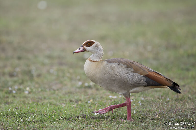 Egyptian Goose