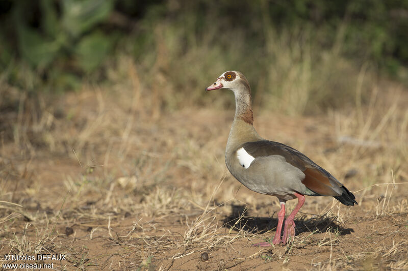 Egyptian Gooseadult, close-up portrait, walking