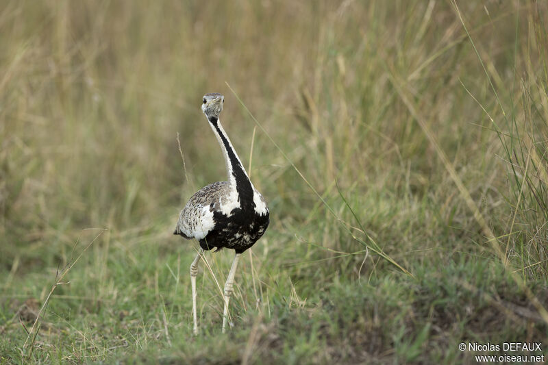 Black-bellied Bustard male adult, walking, eats