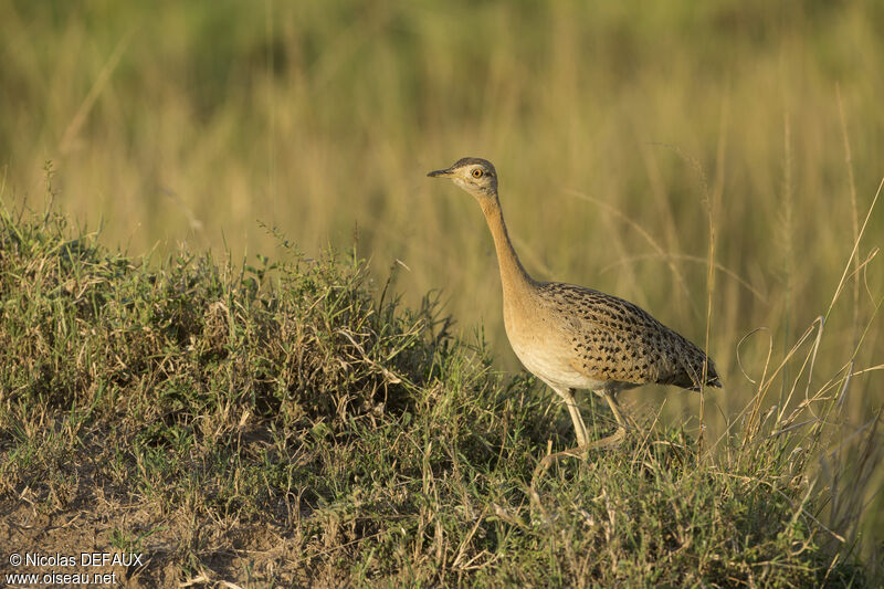 Black-bellied Bustard female adult, walking