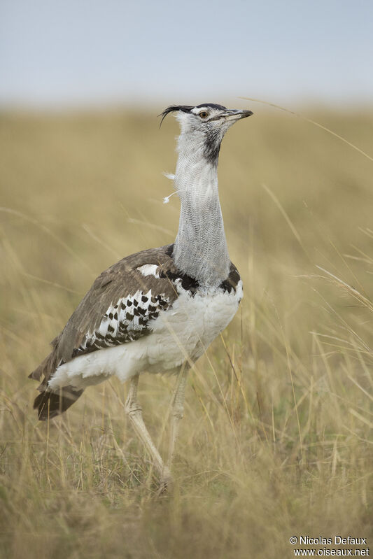 Kori Bustard