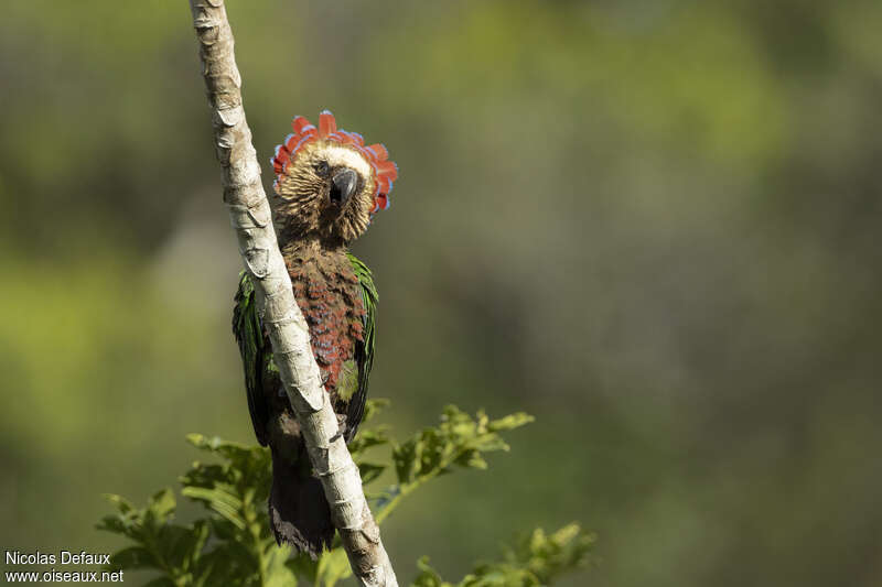 Red-fan Parrotadult, courting display