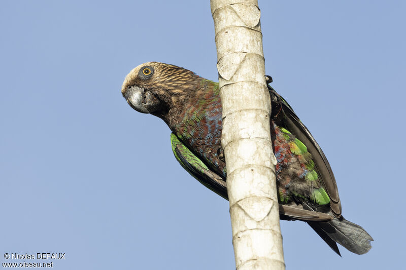 Red-fan Parrotadult, close-up portrait