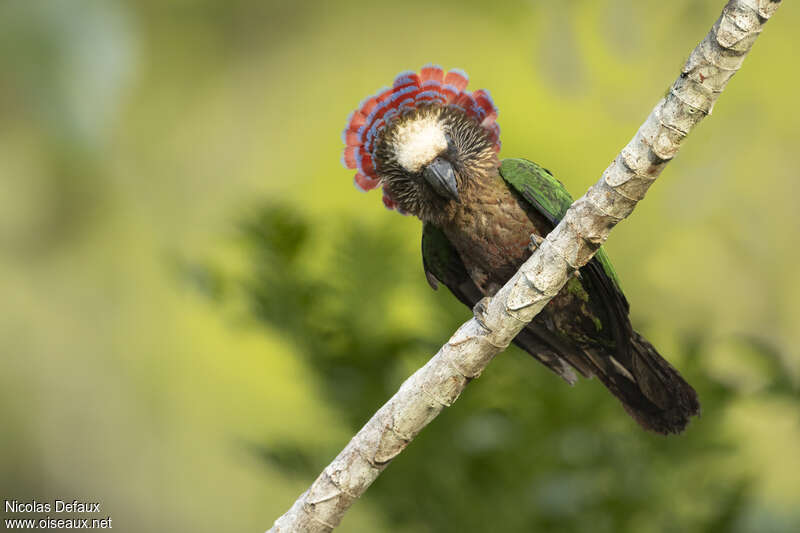 Red-fan Parrot male adult, courting display