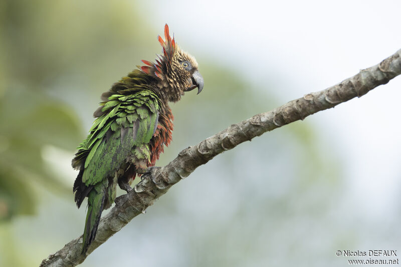 Red-fan Parrotadult, close-up portrait, courting display