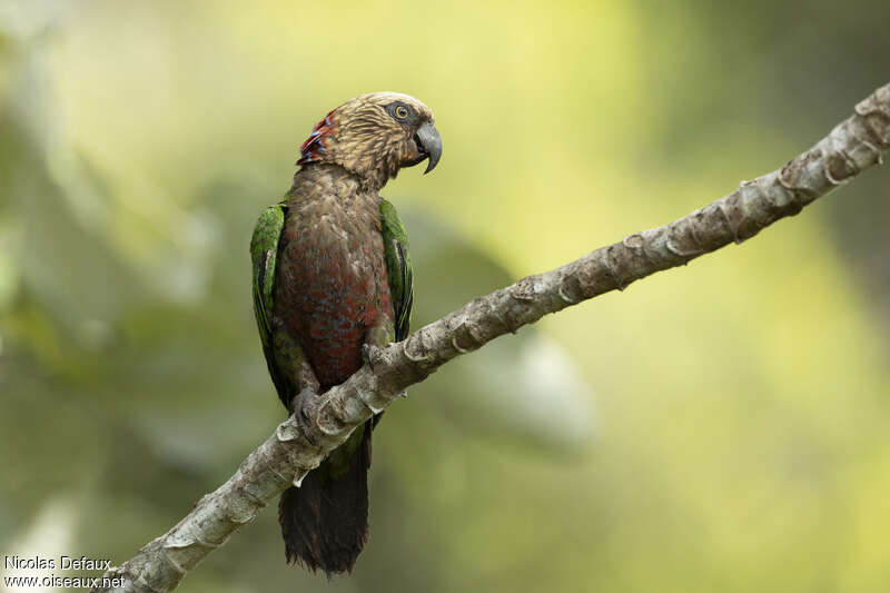 Red-fan Parrotadult, identification