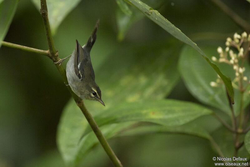 Paruline caféiette