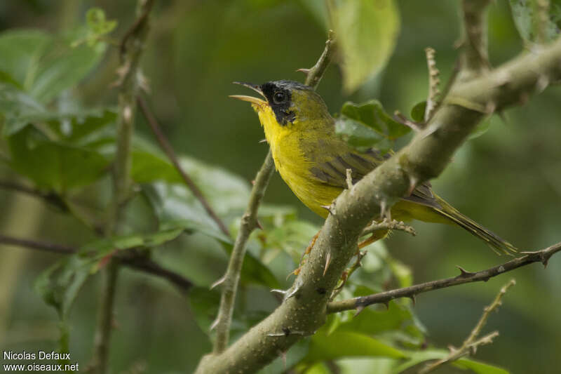 Masked Yellowthroat male adult, song