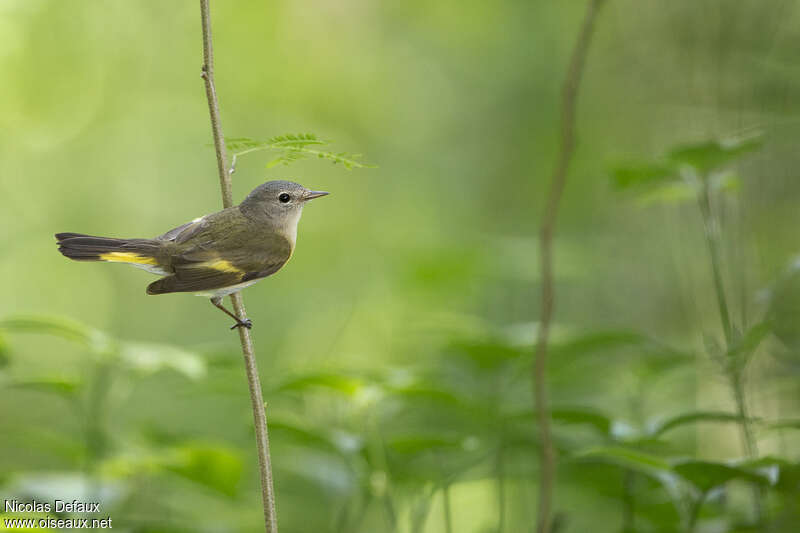 American Redstart female adult, identification