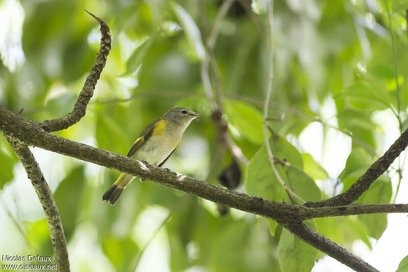 American Redstart female, habitat