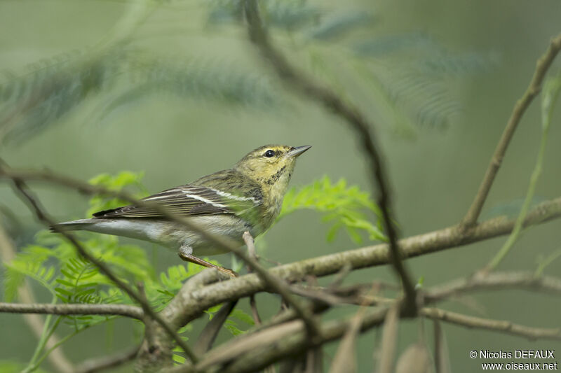 Blackpoll Warbler