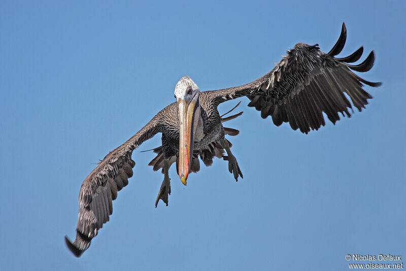 Brown Pelican