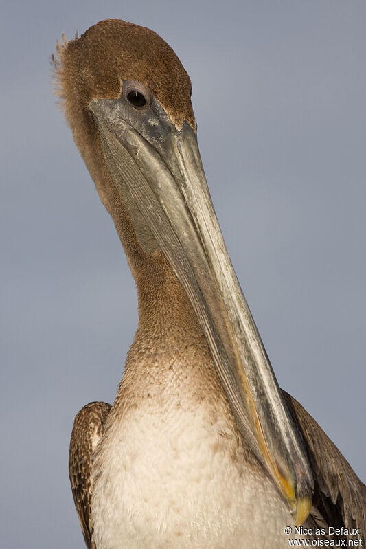 Brown Pelican