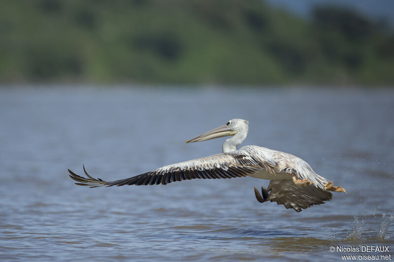 Pink-backed Pelican, close-up portrait, Flight