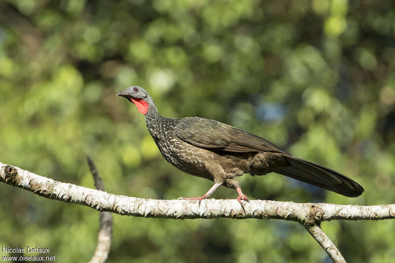 Marail Guanadult, identification