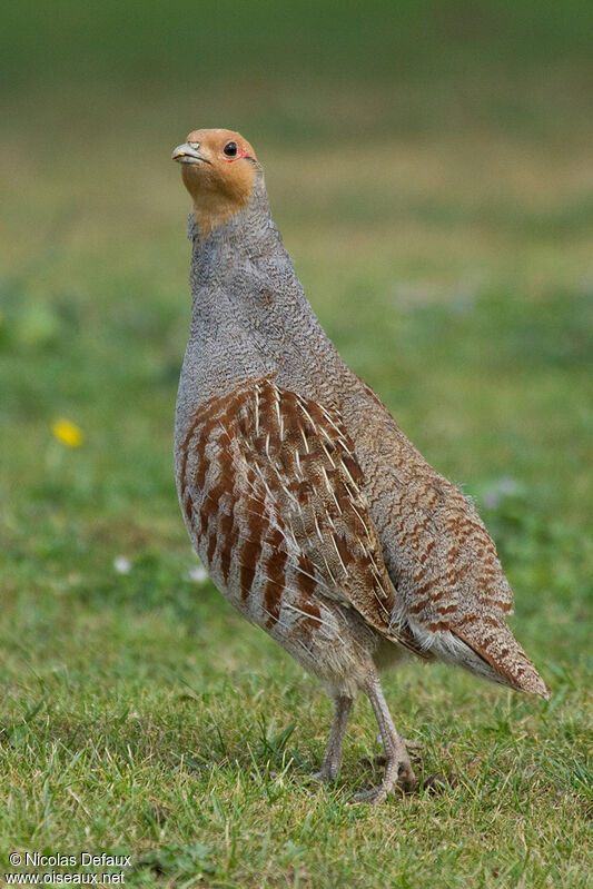 Grey Partridge