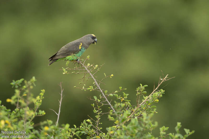 Perroquet de Meyeradulte, habitat, mange