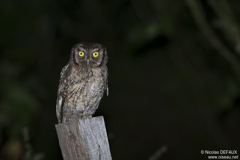 Tropical Screech Owl