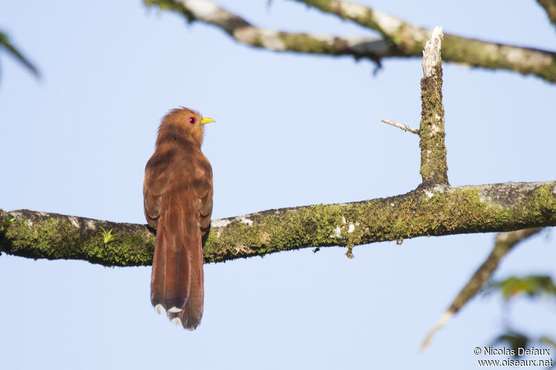 Little Cuckoo