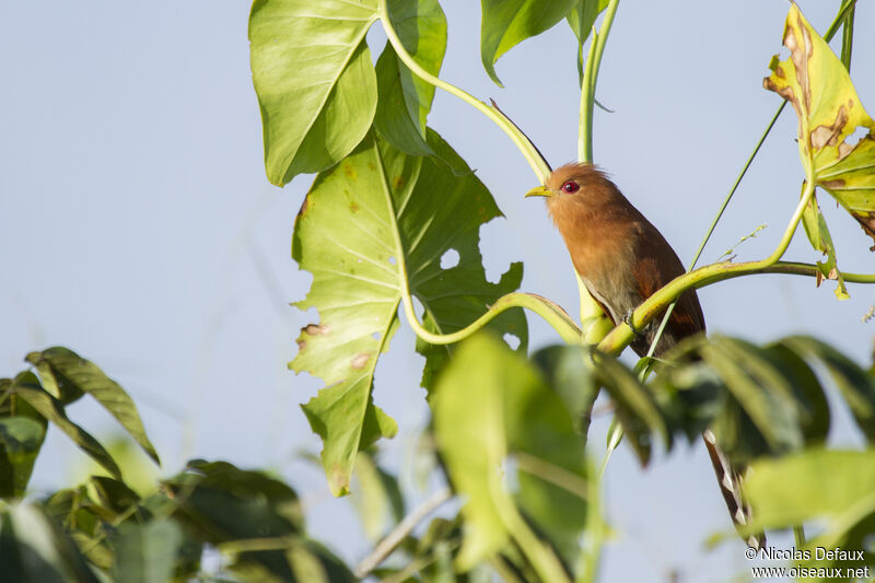 Little Cuckoo