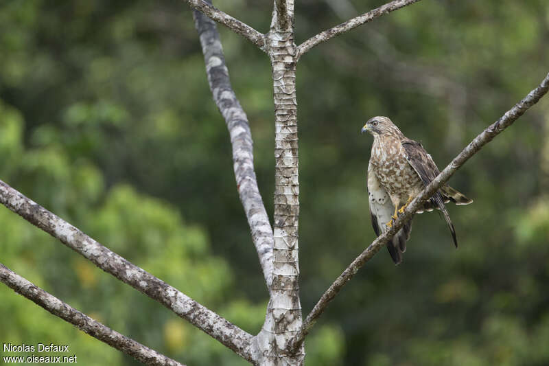 Broad-winged Hawkimmature, Behaviour