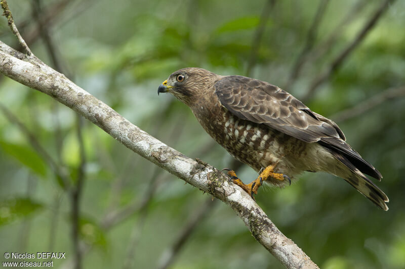 Broad-winged Hawk, close-up portrait