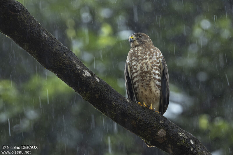 Broad-winged Hawkadult, close-up portrait