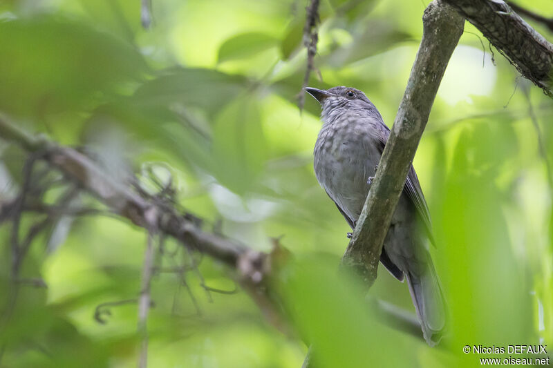 Piauhau hurleur, identification