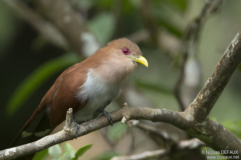 Squirrel Cuckoo