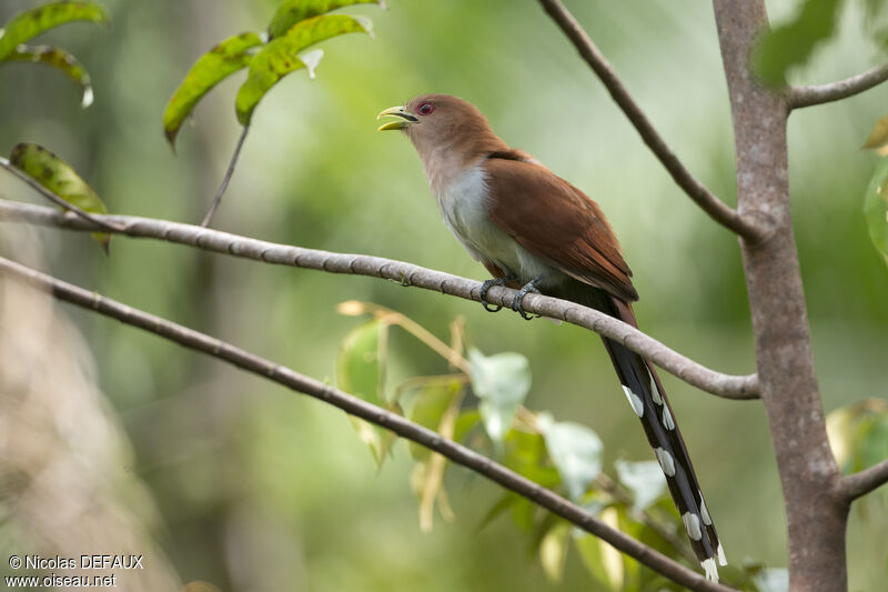 Squirrel Cuckoo male adult, close-up portrait