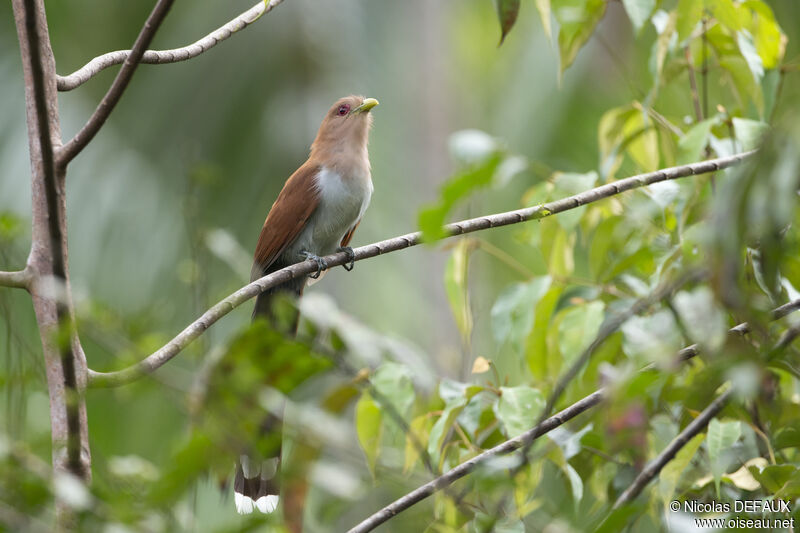 Piaye écureuiladulte, portrait