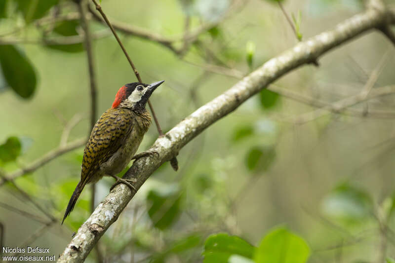 Spot-breasted Woodpecker female adult, identification