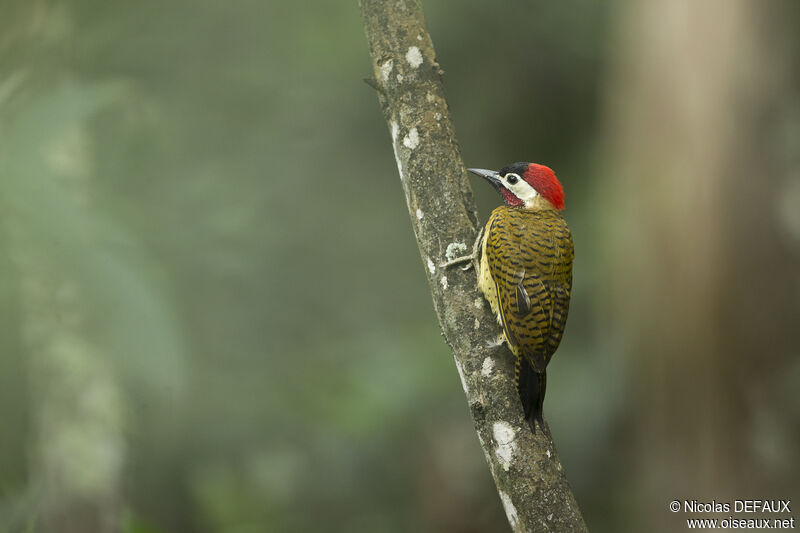 Spot-breasted Woodpecker