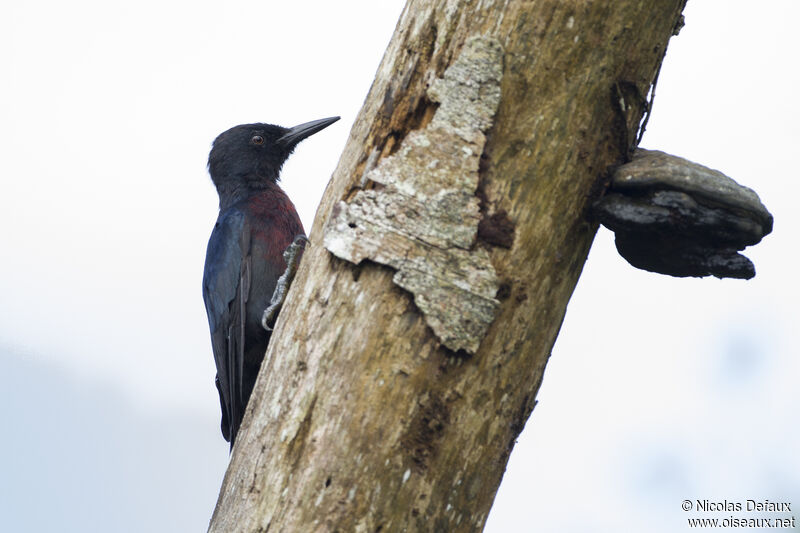 Guadeloupe Woodpecker