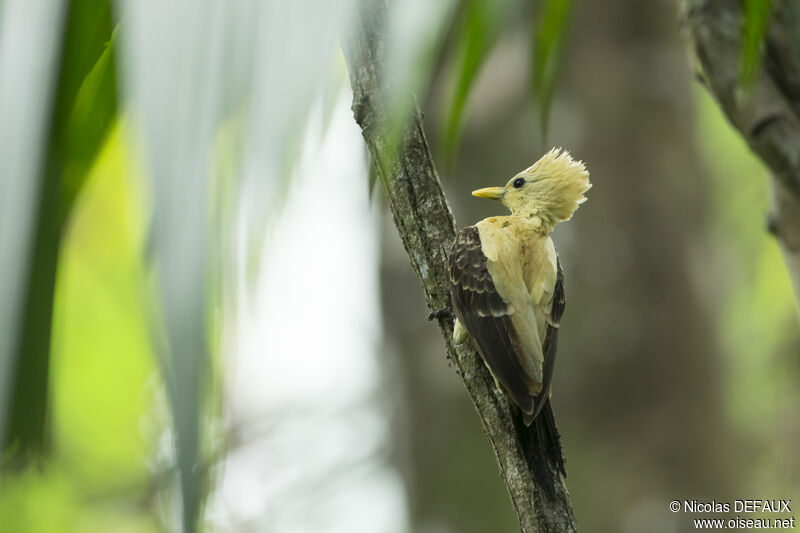 Pic jaune femelle