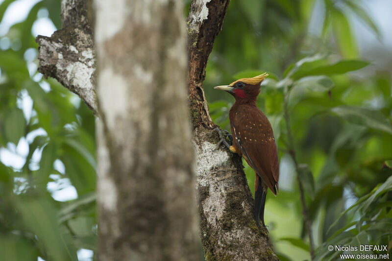 Chestnut Woodpecker