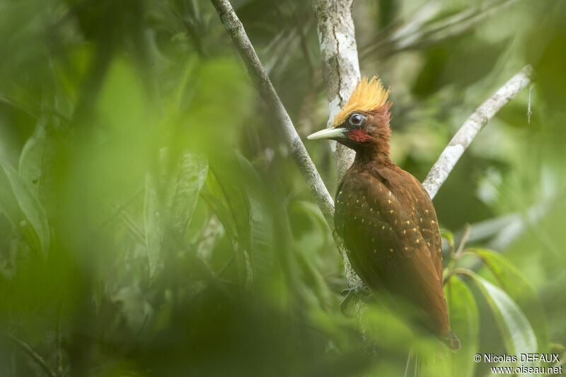 Chestnut Woodpecker male adult, close-up portrait