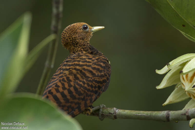 Waved Woodpecker female adult, aspect