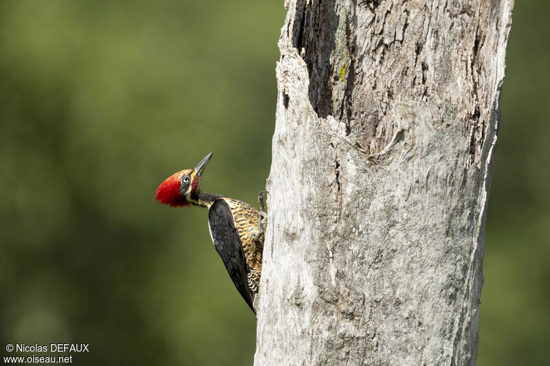 Lineated Woodpecker male adult, close-up portrait