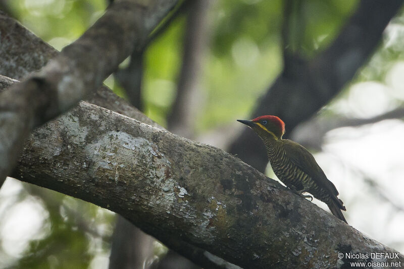 Golden-green Woodpecker male